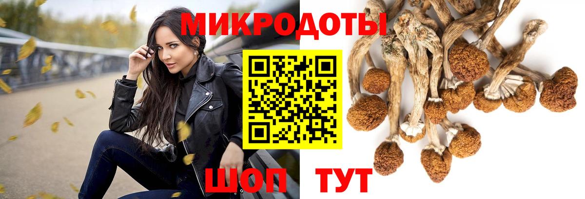 Псилоцибиновые грибы Psilocybine cubensis Бор